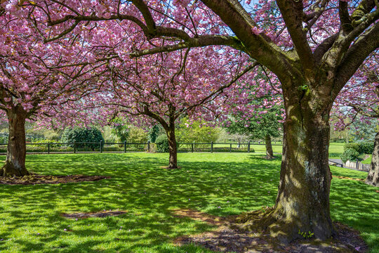 Soft pink cherry blossoms