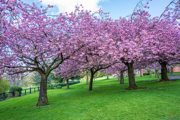 Fototapeta premium Soft pink cherry blossoms