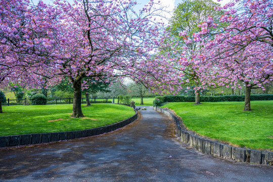 Soft pink cherry blossoms