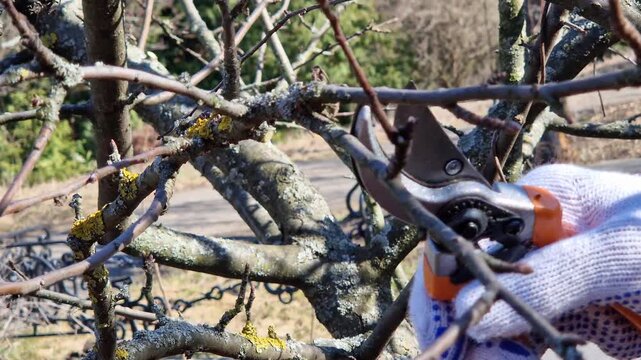A hand in a garden glove cuts a thin tree branch with a sharp metal pruner. Spring garden work, tree care in the garden. Pruning trees in spring with garden pruners.