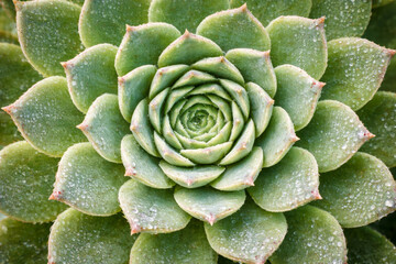 Fototapeta premium Close-up of a vibrant succulent with water droplets on leaves