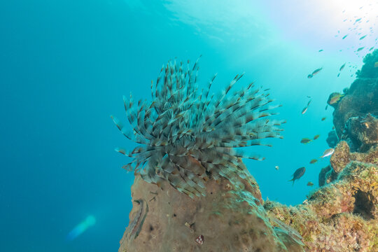 Coral reef and water plants in the Red Sea, Eilat Israel
