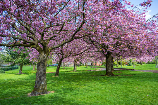 Soft pink cherry blossoms