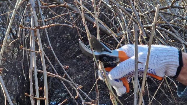 A hand in a garden glove cuts a thin tree branch with a sharp metal pruner. Spring garden work, tree care in the garden. Pruning trees in spring with garden pruners.