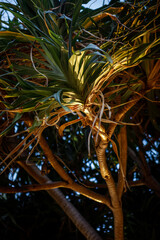 Obraz premium Close-up of Pandanus tree branches with long green spiky leaves under tropical sunlight. 
