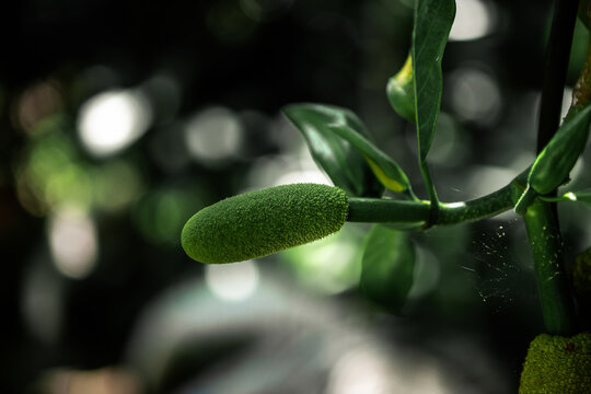 Young green jackfruit (Artocarpus heterophyllus) hanging on a tree trunk in a tropical garden.