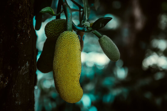 Young green jackfruit (Artocarpus heterophyllus) hanging on a tree trunk in a tropical garden.