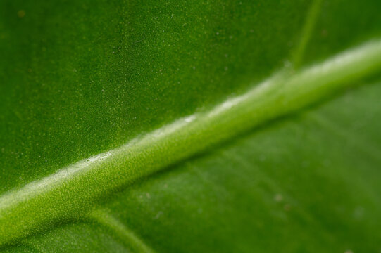 Extreme macro close-up of a vibrant green leaf with visible veins and texture.
Abstract nature background: detailed structure of a fresh green leaf.
Macro shot of a plant leaf showing delicate midrib 