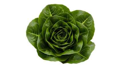 Obraz premium A crisp head of lettuce on a clean transparent background