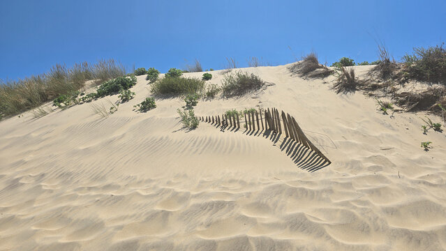 Sand dune with a groups of green grass, clear blue sky above and protective wooden structures to stabilize sand and prevent erosion.