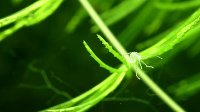 Hydra locomotion &ndash; Close-up of hydra releasing its tentacles from a surface as part of locomotion, showing coordinated movement and behavior in a freshwater environment. 