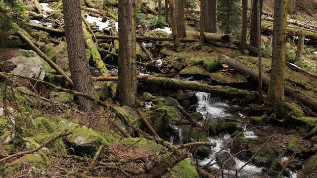 Icy mountain waterfall in the forest.