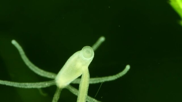 Hydra basal disc attachment to glass surface in freshwater extreme macro close-up; showing adhesion mechanism in a freshwater environment. 