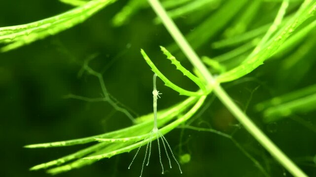 Close-up of hydra contracting its body while remaining attached to reposition its tentacles, illustrating orientation change and energy-efficient movement in a freshwater environment. 