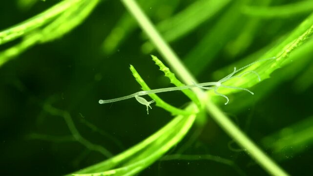 Hydra locomotion &ndash; Extreme macro of hydra extending and securing tentacles to a glass surface during locomotion, showing detailed movement and behavior in a freshwater environment. 