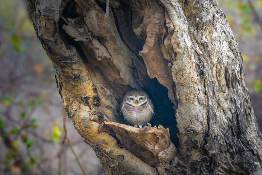 Spotted owlet peeking from a tree cavity at Keoladeo National Park, captured in soft natural light with rich textures and a beautifully blurred forest background.