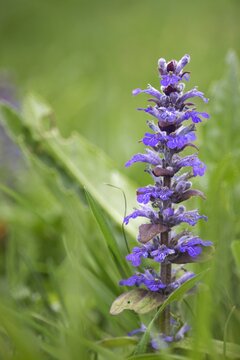 A vibrant purple Ajuga reptans (commonly known as bugleweed or carpet bugle) blooming in a lush green meadow. The macro shot captures the intricate details of the small blue-purple blossoms on a verti