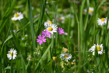 Colorful wildflowers and white daisies blooming in a green spring meadow. © Ljiljana