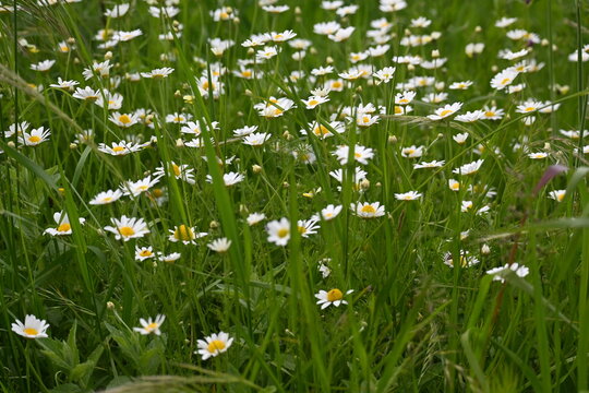 field of white  daisy  flovers  blooming in a green meadow.
