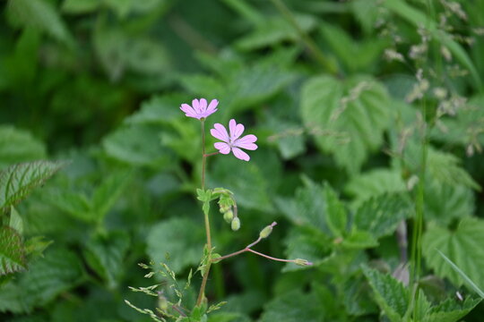 mali roze cvetovi na livadi