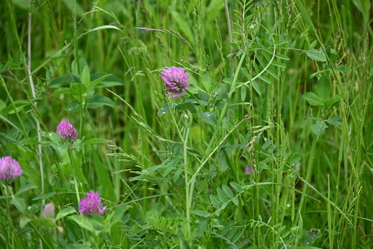 Wild puple clover flowers blooming in a vibrant green meadow