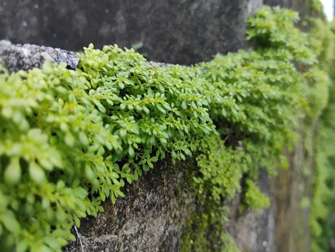 Plantas (Pilea microphylla) crescendo nas frestas do concreto 02