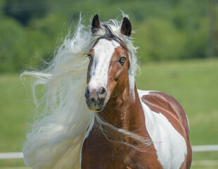 adult male Gypsy Vanner Horse stallion runs in field with long white mane flying © Mark J. Barrett
