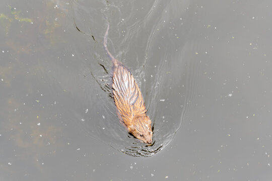 Muskrat, Ondatra zibethicuseats swiming at the surface of the lake water.