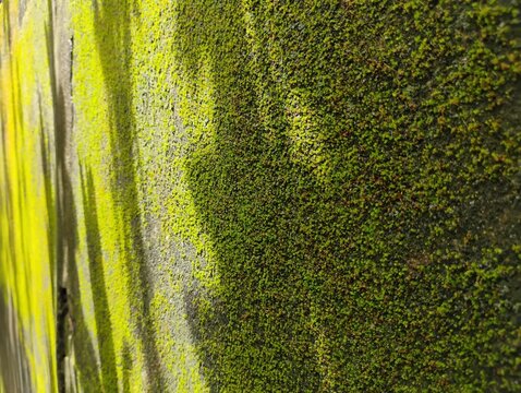 Textura de parede com musgo em perpectiva e sombra de plantas
