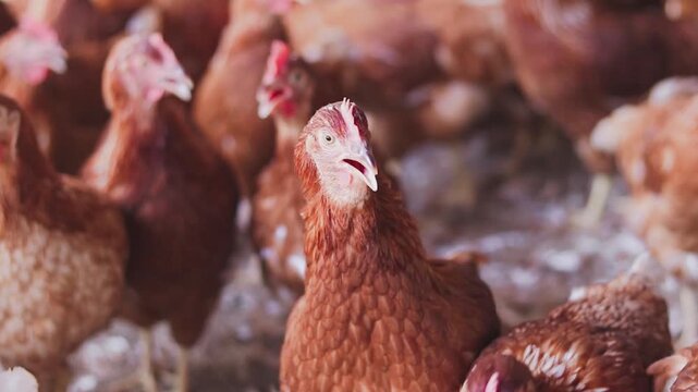 Close up of brown chicken in chicken farm