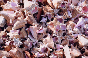 Ein Haufen von Muscheln am Strand von Jamaika 1981. © armin_eckstein
