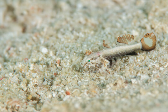Undescribed goby fish (Gobiidae sp.), flame-colored reef goby, macro underwater photography, Japan