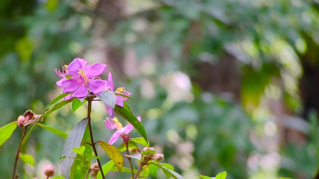 Beautiful Malabar Melastome Flower Blooming in the Wild Forest Nature