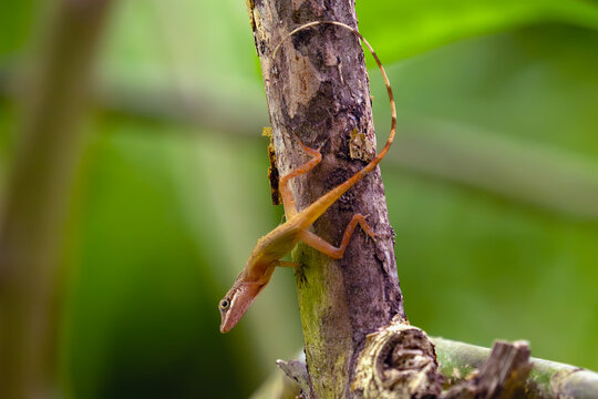 Anolis limifrons, also known commonly as the slender anole or the border anole, sitting on a branch.