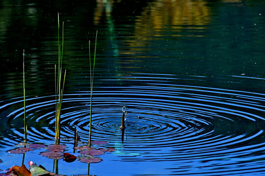 Constant Dribble of water from fountain sends out concentric ripples