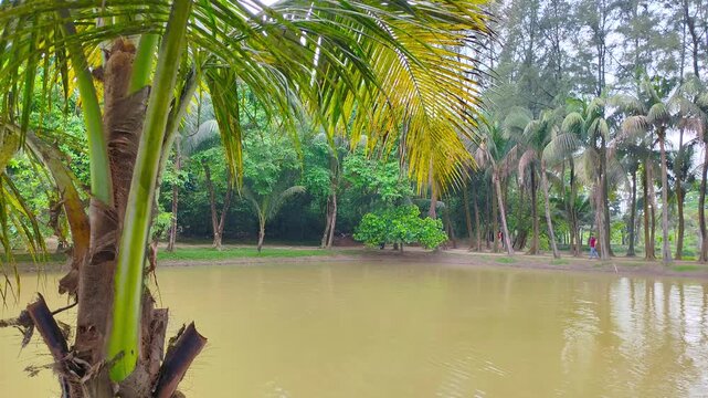 Scenic tropical pond surrounded by lush green coconut palms and Casuarina trees