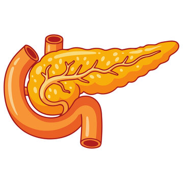human pancreas anatomical cartoon medical vector illustration