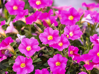 Beautiful Petunia Surfinia Pink Vein, purple and violet surfinia flowers or petunia in the garden.