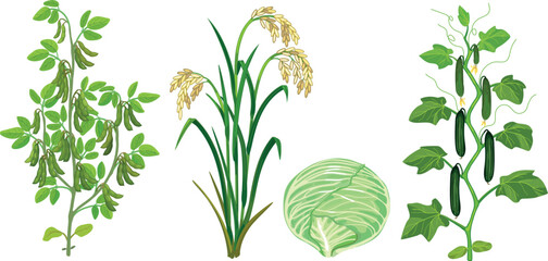 Fototapeta premium Agricultural crops set: soybean bush, rice plant, cabbage head and cucumber vine