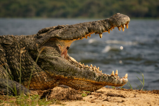 Nile crocodile with open mouth basking on the riverbank in Uganda. Large predator Crocodylus niloticus showing sharp teeth in Murchison Falls National Park, Africa.