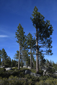 Less growth on upwind side of conifers give clues to prevailing wind direction, Central Sierra Nevada Mountains, California 
