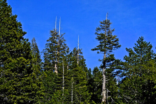 Dead tips of conifers are omen&rsquo;s of climate change, Central Sierra Nevada, California 