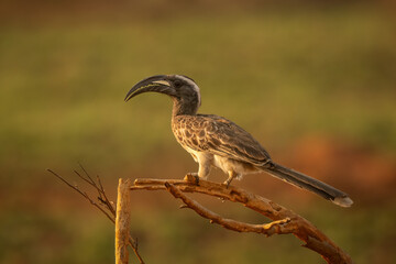African gray hornbill perched on a dry branch in Uganda © Jiri Licka