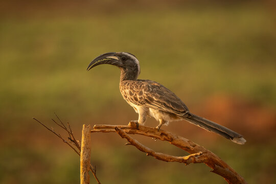African gray hornbill perched on a dry branch in Uganda