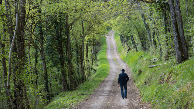 homme &acirc;g&eacute; sur un chemin avec un chapeau dans la for&ecirc;t &agrave; la campagne, activit&eacute;, marche, loisirs, senior, retraite