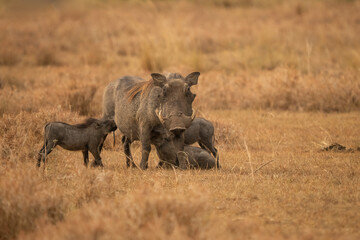 Warthog mother nursing piglets in Queen Elizabeth National Park, Uganda. Female Phacochoerus africanus with young offspring in savannah. Wild pig family behavior in African wilderness. © Jiri Licka