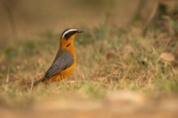 Fototapeta premium White-browed robin-chat perched on the ground in the wild, Uganda, wildlife photography