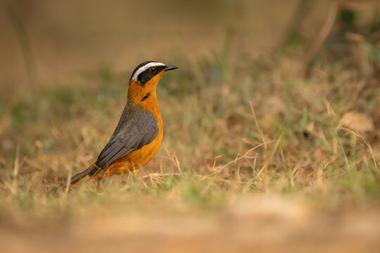 White-browed robin-chat perched on the ground in the wild, Uganda, wildlife photography
