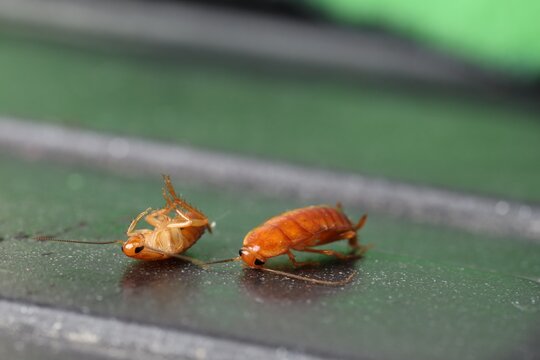 Cockroaches on black countertop in kitchen, closeup