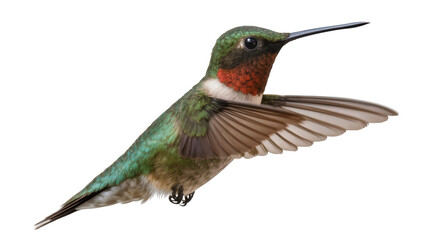 Fototapeta premium Ruby-throated hummingbird with iridescent green feathers red throat and wings spread, isolated on transparent background